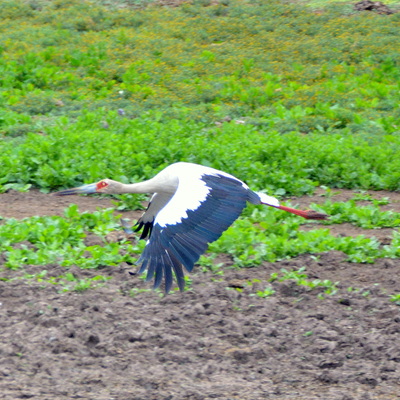 Maguari Stork (3)